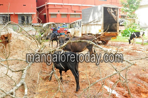 cattle attacked at bantwal